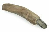 Fossil Pygmy Sperm Whale (Kogiopsis) Tooth - Florida #243366-1